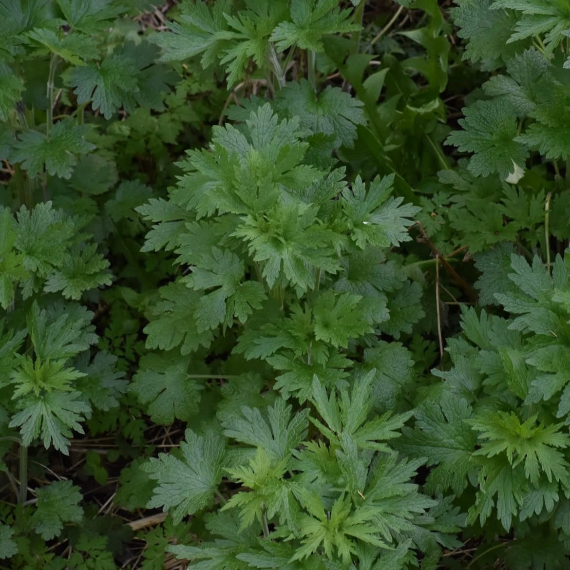 Motherwort spagyric extract
