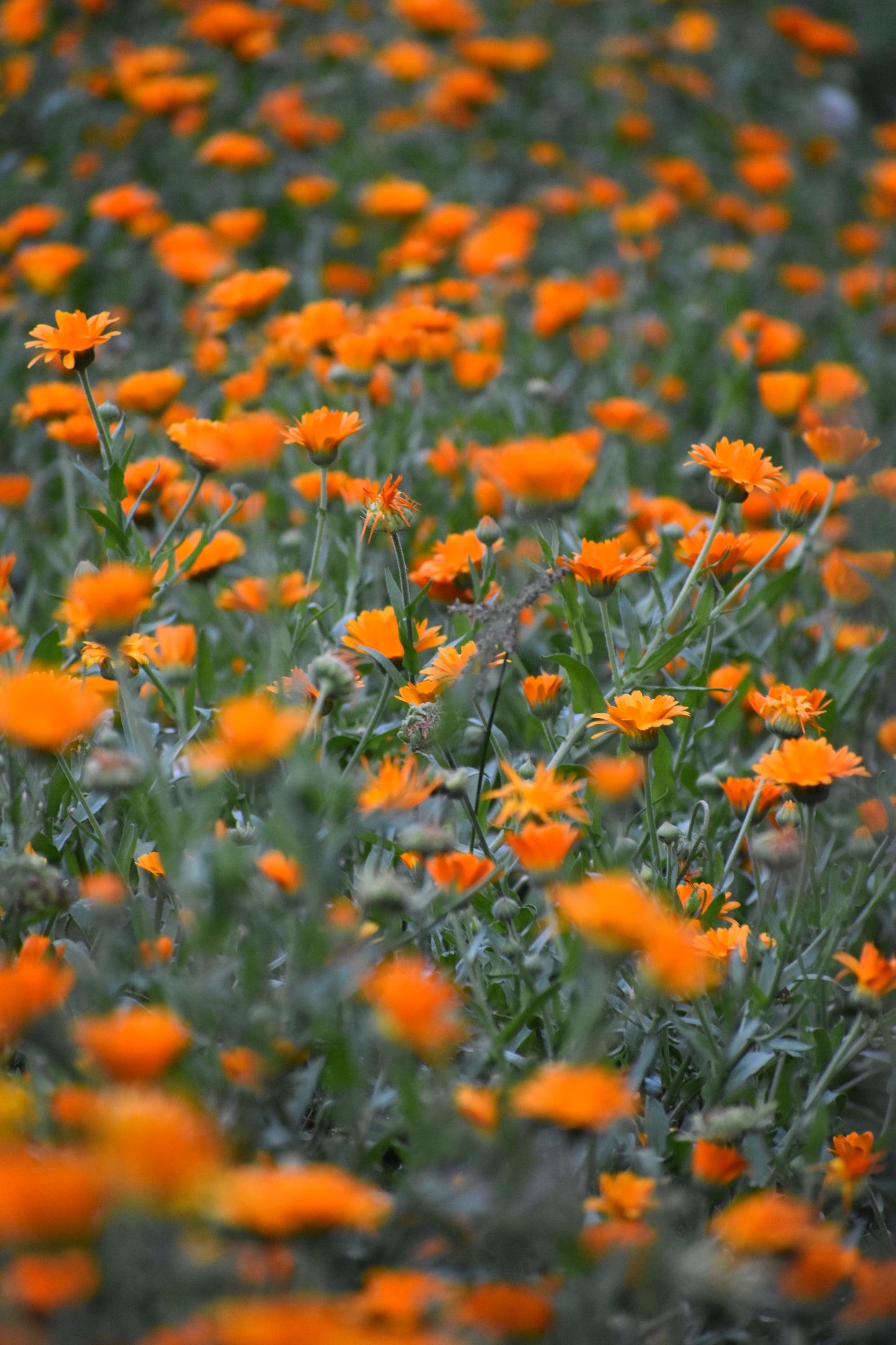 Radiance facial cream