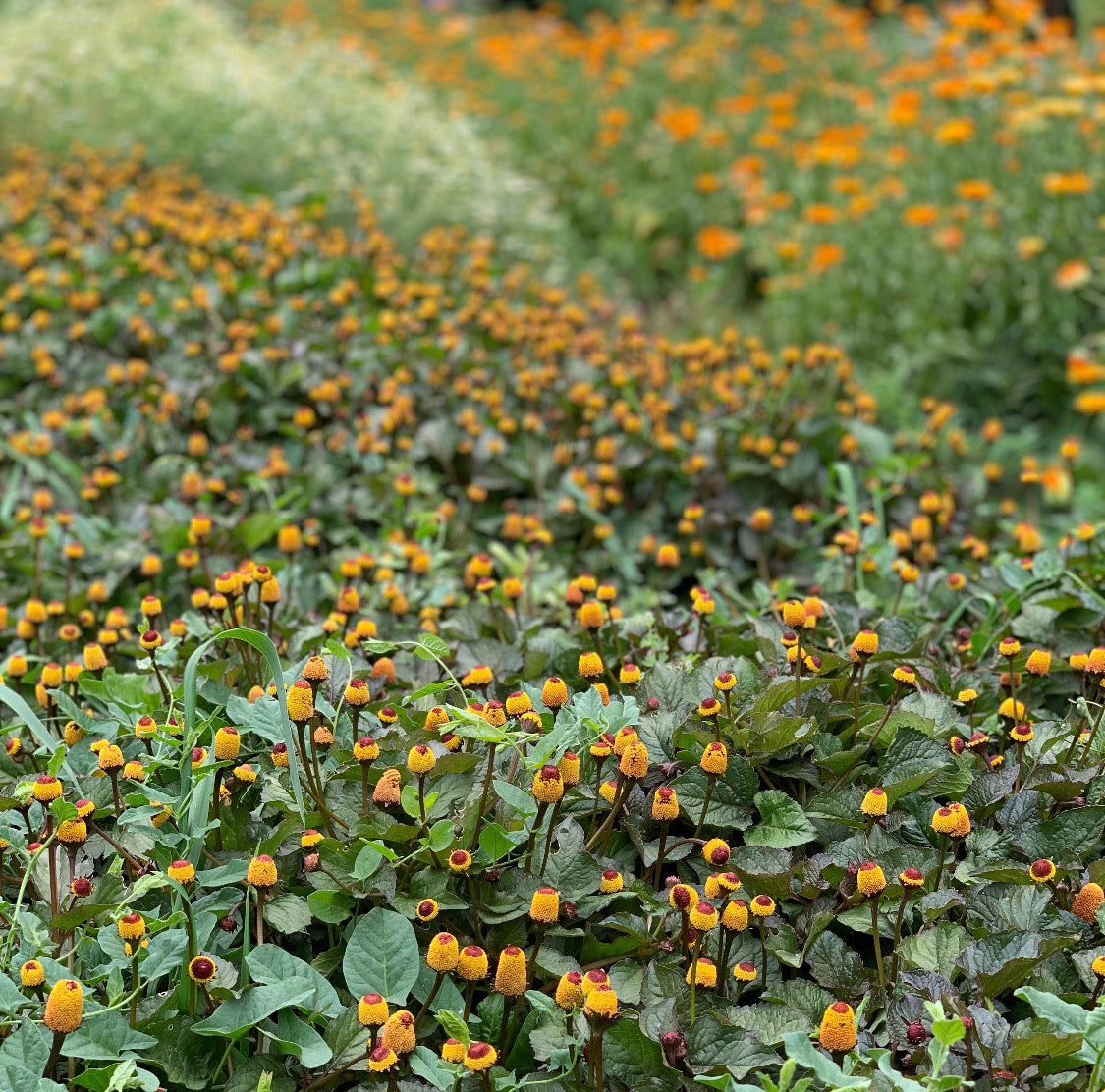 Spilanthes spagyric extract