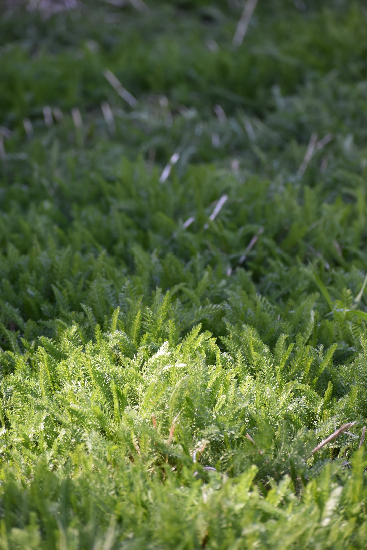 Hydrate toning serum