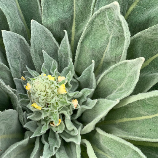 Deep Breath herbal tea