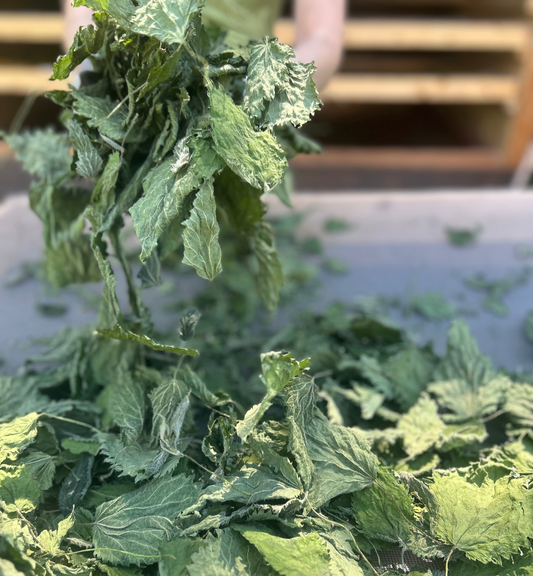 Nettle spagyric extract