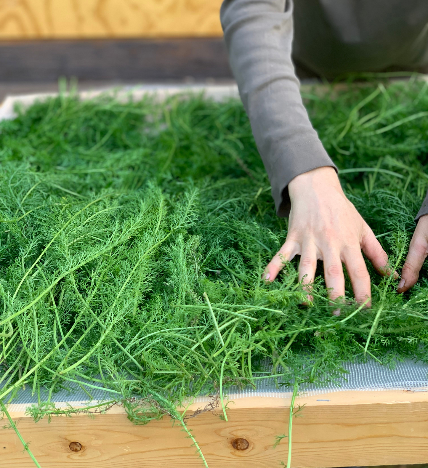 Yarrow hydrosol