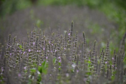 Tulsi spagyric extract