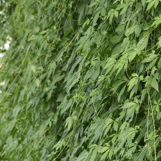 Jiao Gu Lan spagyric extract