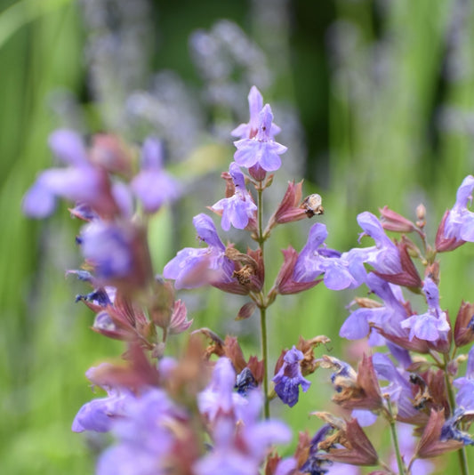 Luminescence cleansing balm