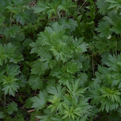 Motherwort spagyric extract