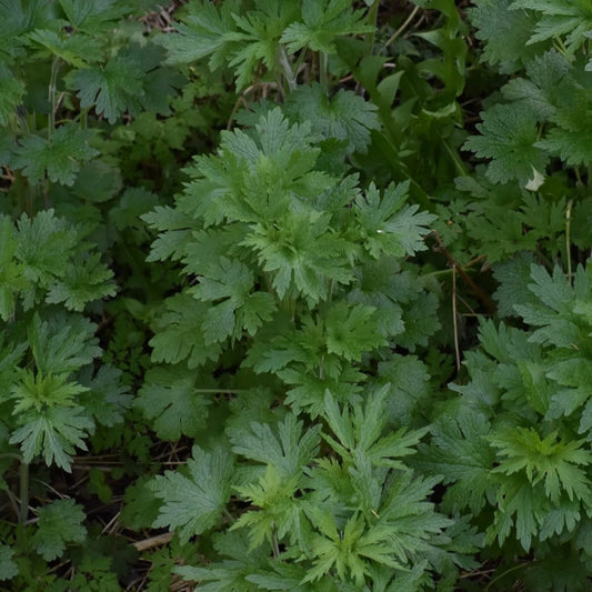 Motherwort spagyric extract
