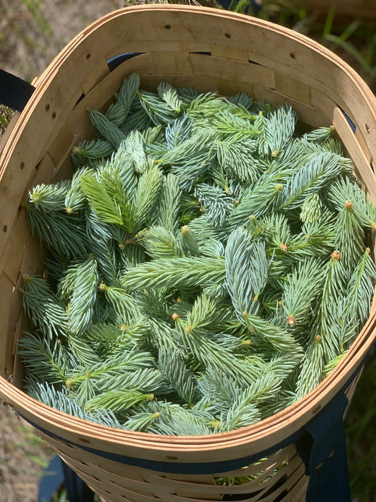 Alpine Forest herbal tea