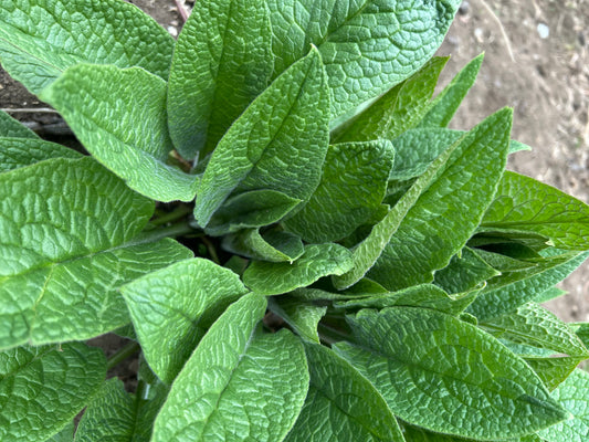 Herbal Rescue salve