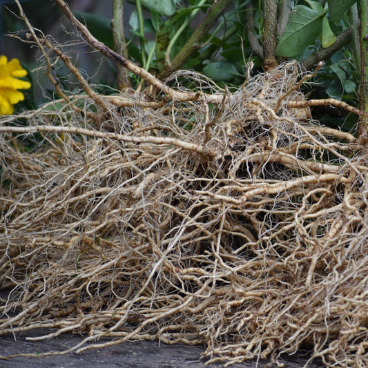 Ashwagandha tincture