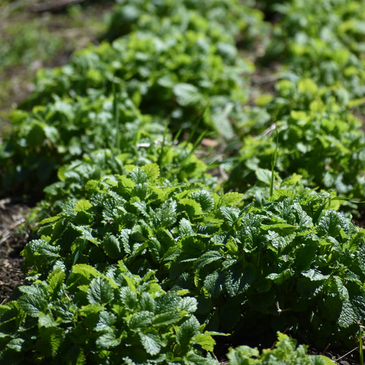 Lemon Balm hydrosol