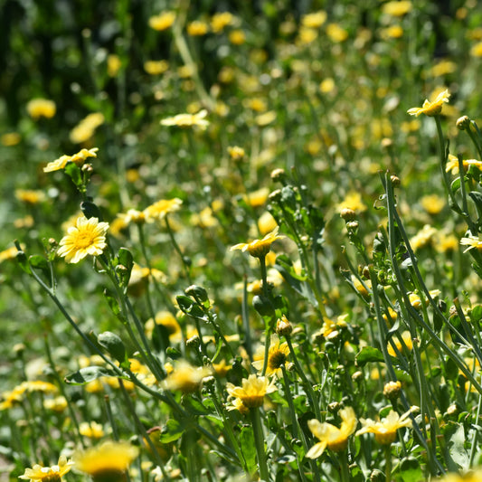 Chrysanthemum (Gong fu cha)