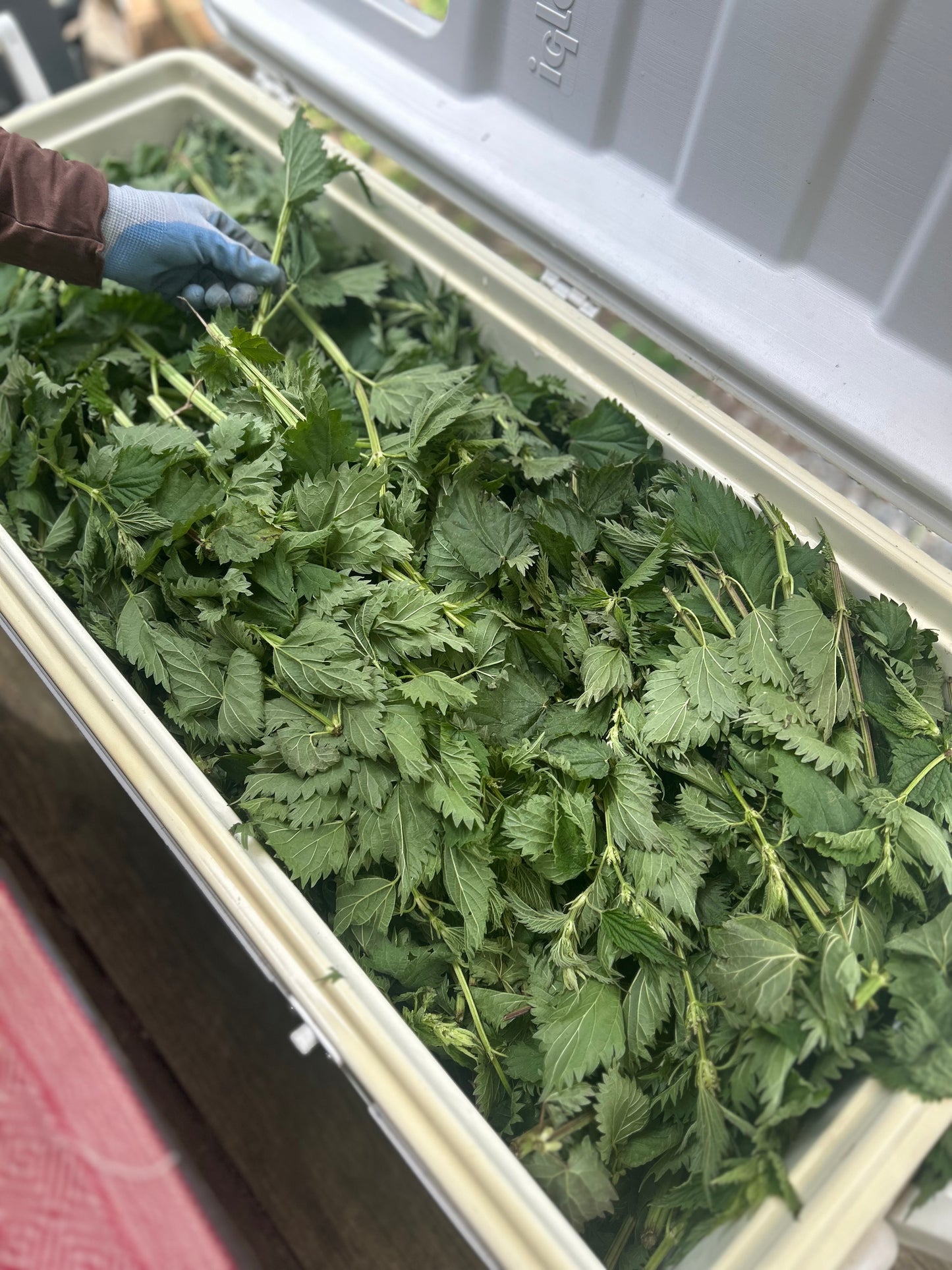 Nettle spagyric extract