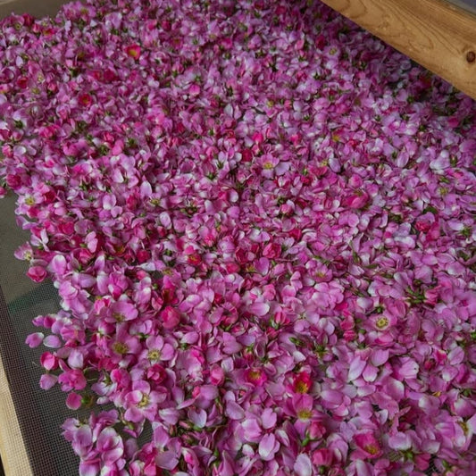Wild Rose cream