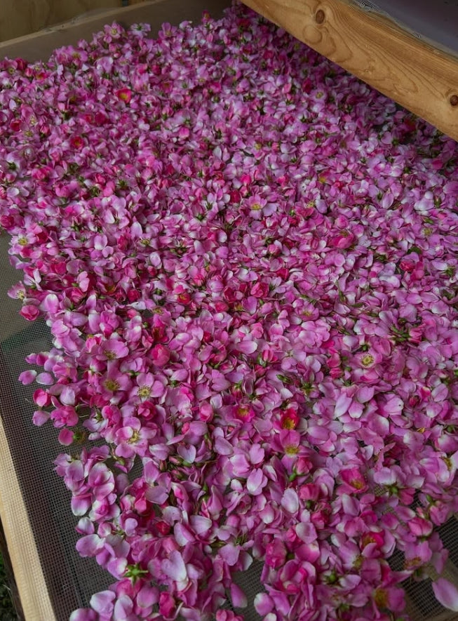 Wild Rose spagyric essence