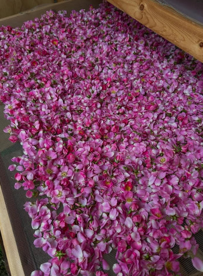Wild Rose spagyric essence