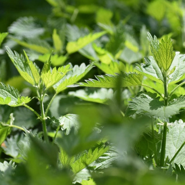 Nourish herbal tea