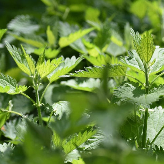 Nourish herbal tea